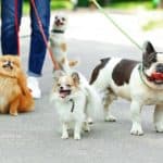 Dog walker with Pomeranian, Chihuahua and Bulldog. Make your dog walking routine more fun by walking with friends.