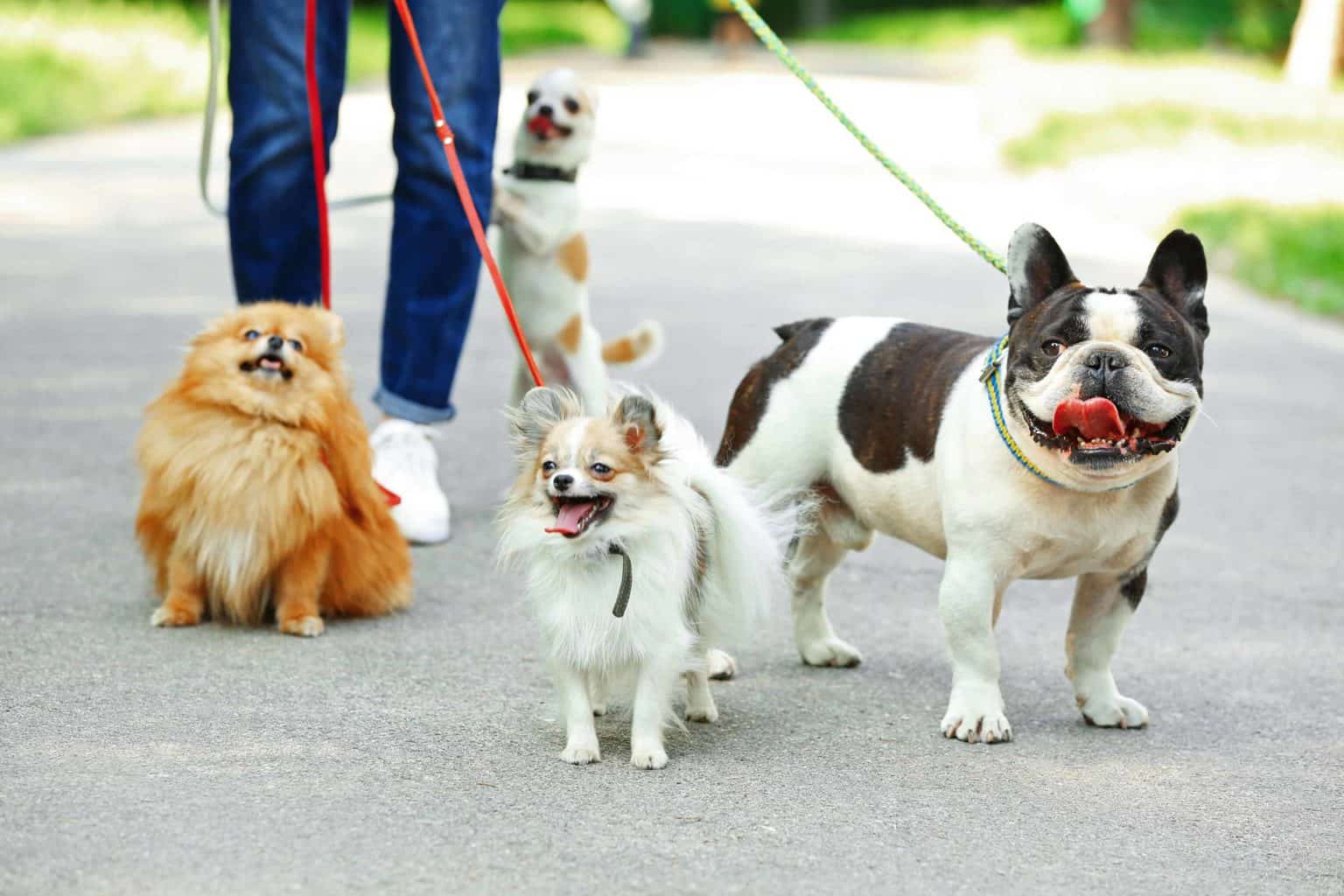 How to pick the right dog walker