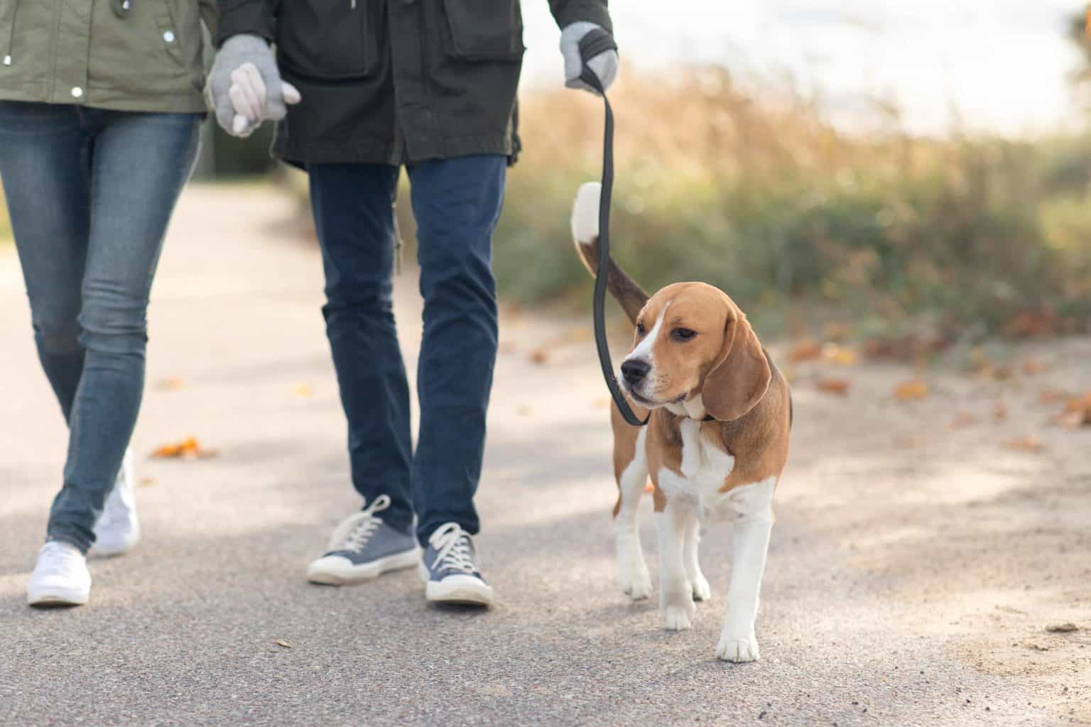 Couple walks a beagle. Improve your dog walking routine by choosing the right leash.