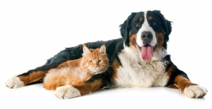 Bernese Mountain dog snuggles with cat. Dogs or cats? One of the main distinctions between dogs and cats is size.