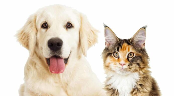 Golden retriever and cat. Illustration of dogs or cats post