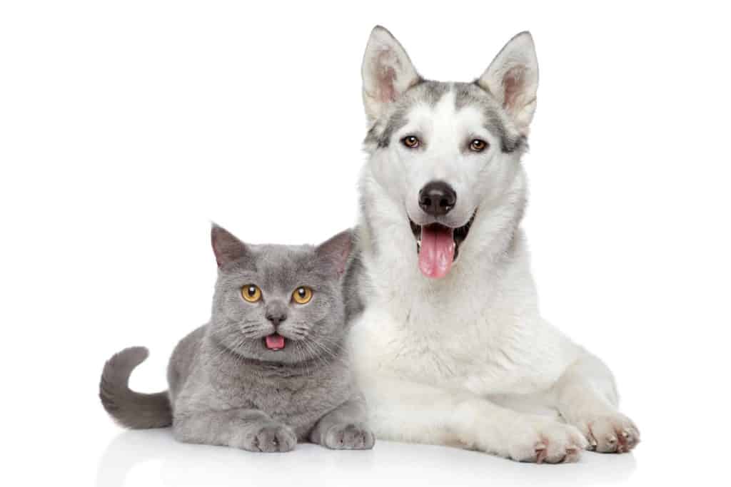 Siberian Husky snuggles with cat. Dogs or cats? Dogs need daily exercise while cats are content to lounge around the house all day.