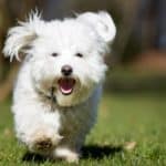 Happy Coton de Tulear dog runs outdoors. To find the perfect dog, think about your prospective dog's personality, temperament, energy level, size, and potential health issues..