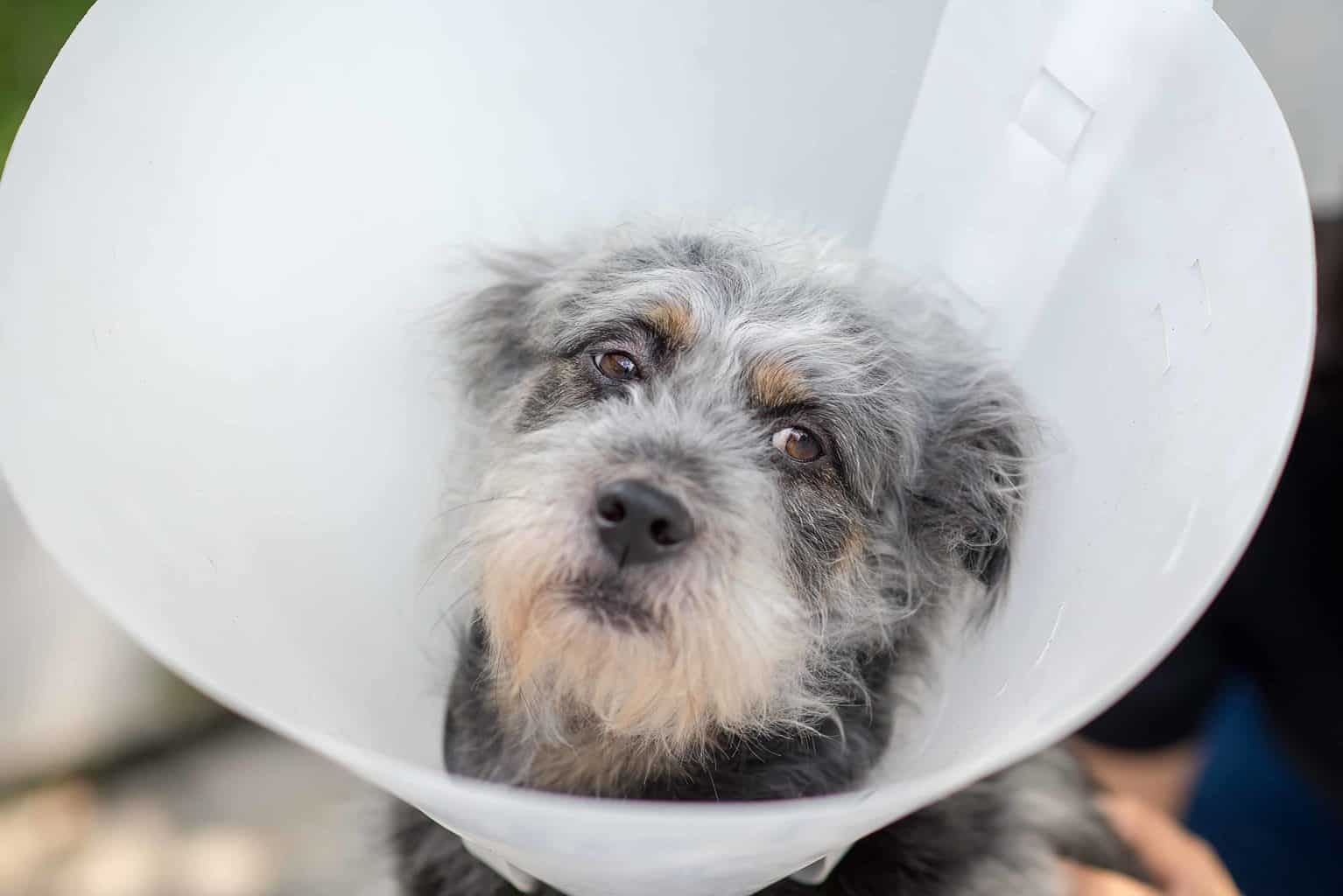 Sick dog wears an elizabethan collar or e-collar after vet visit. Before buying pet health insurance, consider your dog's age, breed, and overall health. Understand how your policy works and what it covers.