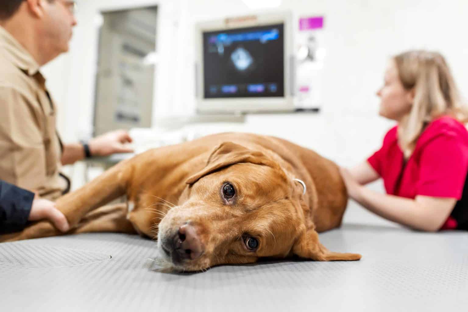Sick dog getting tests at vet's office. Comprehensive pet health insurance policies cover accidents and illnesses and routine care like vaccinations and annual check-ups.