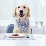Happy golden retriever sits at table with meal on plate, silverware, water goblet. When creating a healthy meal plan for your dog, consider the nutrients your dog needs based on its age and activity level.