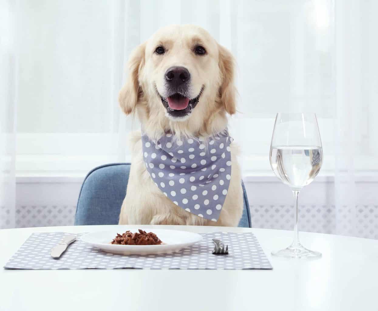 Happy golden retriever sits at table with meal on plate, silverware, water goblet. When creating a healthy meal plan for your dog, consider the nutrients your dog needs based on its age and activity level.
