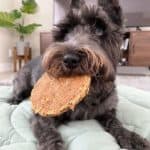 Miniature Schnauzer eats a treat from Bully Sticks Central. Calm your high energy dog with a mix of exercise, training, healthy chews, puzzle toys, distractions, and companionship.