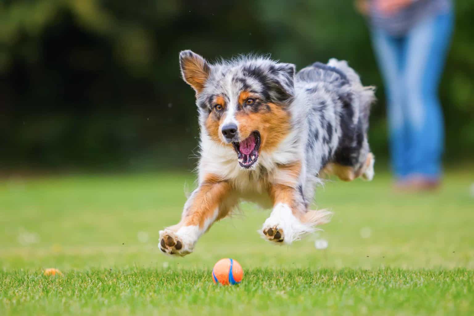 Australian Shepherd puppy plays fetch. Daily walks are an excellent start to help calm a high energy dog. Most dogs need at least a 30- to 60-minute daily walk.