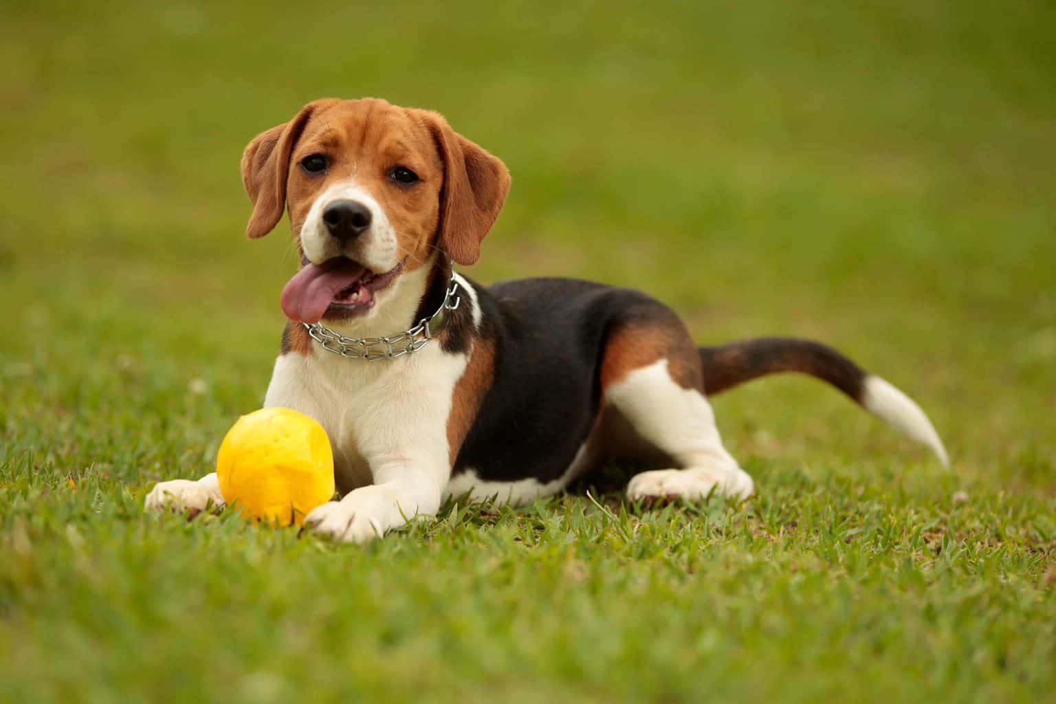 Beagle plays with toy in backyard. Playing fetch with a tennis ball or another favorite toy gives your dog a chance to run and burn off some excess energy.