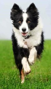Happy Border Collie runs. Focusing on obedience training drills helps reinforce commands like sit, down, and stay. Teaching your dog basic obedience commands creates a well-behaved dog, and it's a positive way for your dog to expend energy.