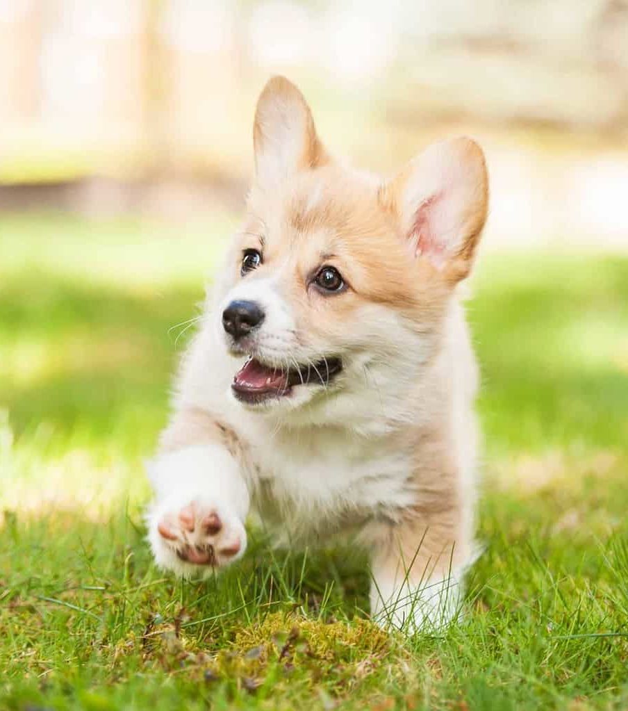 Pembroke Welsh Corgi puppy plays outside. Playing with other dogs burns off energy, but before you take your dog to a dog park, make sure your dog plays safely with other dogs.
