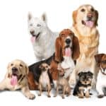 Photo illustration of a collection of dogs of different sizes. Wondering how big your dog will get? Start by analyzing its paws. If its paws appear too big for its body at 16 weeks, it will grow bigger.