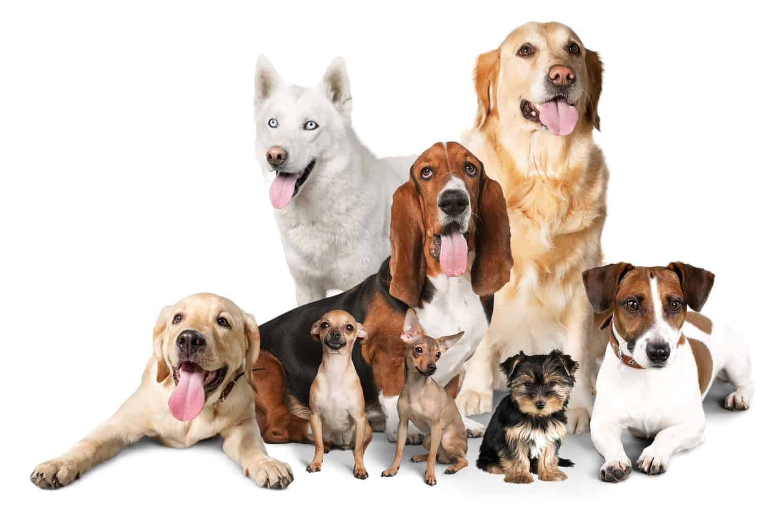 Photo illustration of a collection of dogs of different sizes. Wondering how big your dog will get? Start by analyzing its paws. If its paws appear too big for its body at 16 weeks, it will grow bigger.