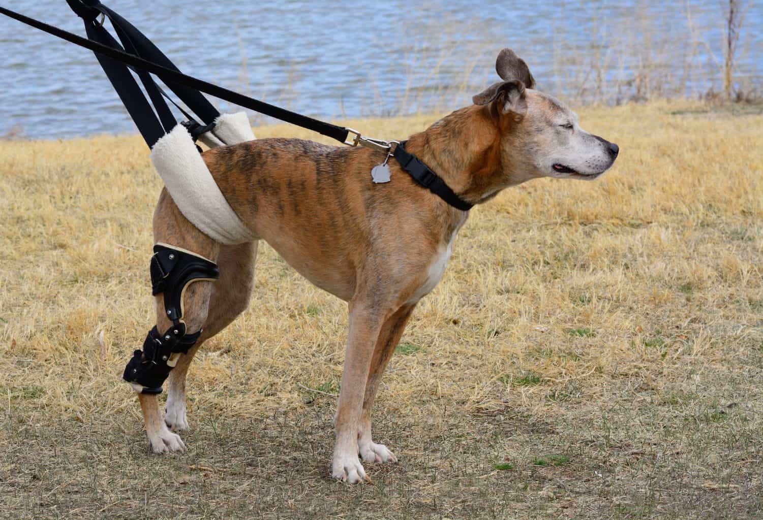 Dog with a a rear leg limp wears a brace and owner helps him walk using a sling. Common causes of hind leg limping include hip dysplasia, patellar luxation, or a ligament rupture.