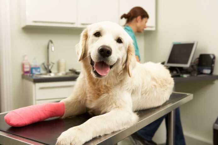 Golden retriever with injured front leg. If your dog is limping, take action. 