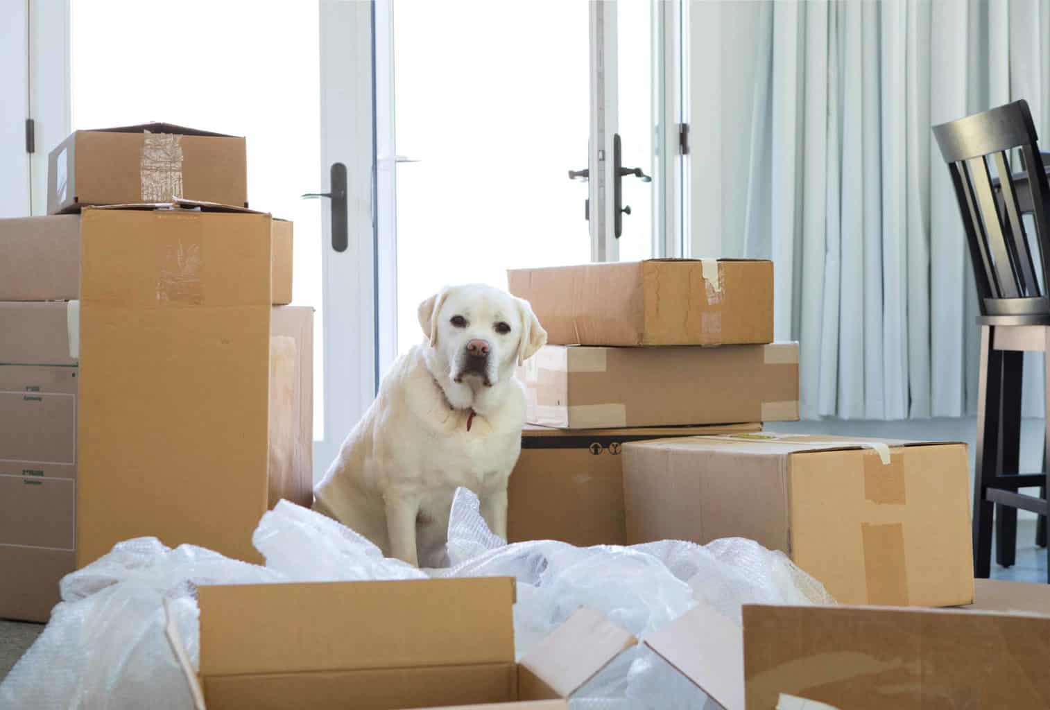 Worried-looking Labrador sits among moving boxes. Moving with dogs can be stressful.
