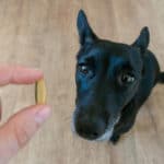 Owner gives small black dog a fish oil capsule with omega-3 fatty acids.