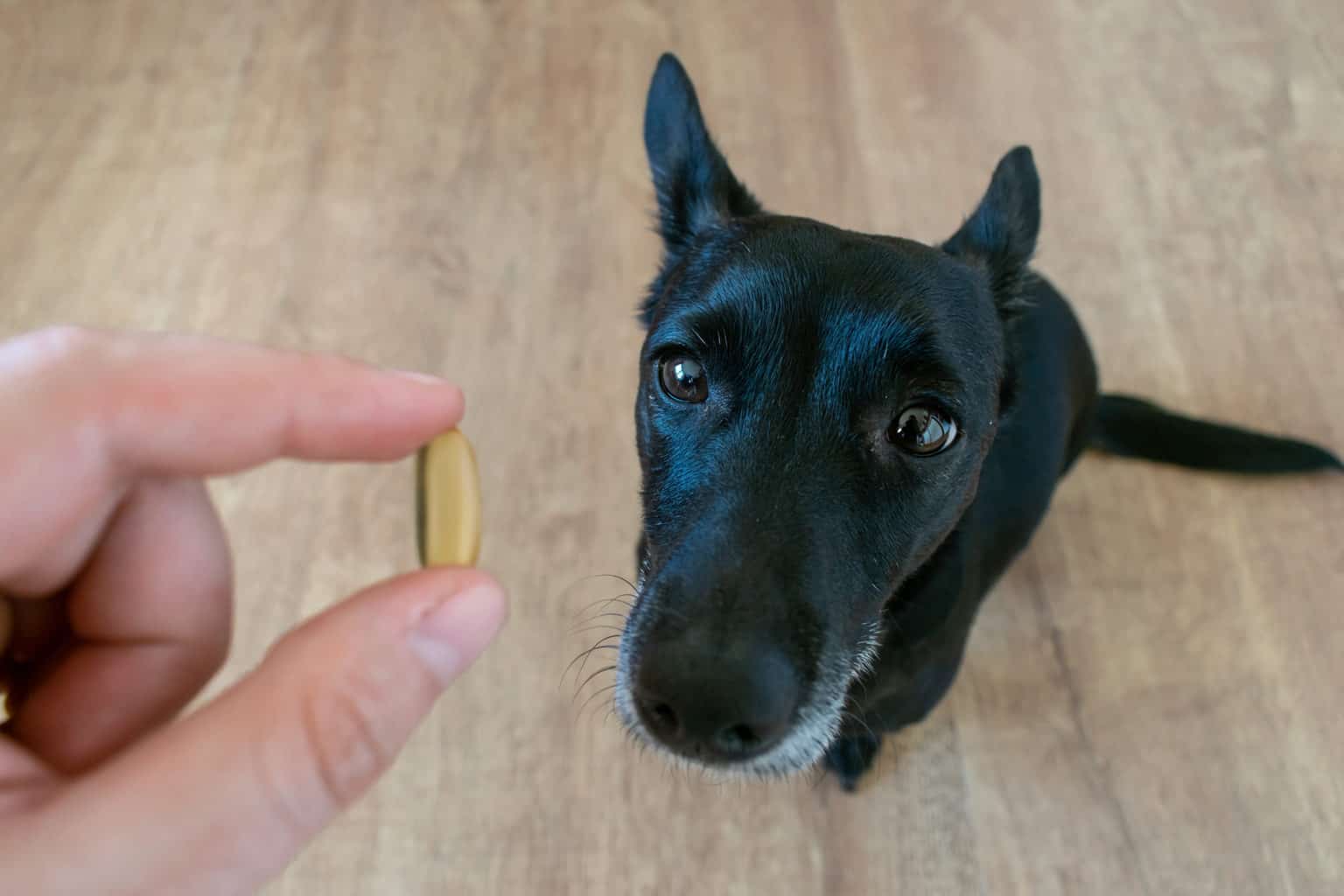 Owner gives small black dog a fish oil capsule with omega-3 fatty acids.