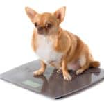 Overweight Chihuahua sits on scale.