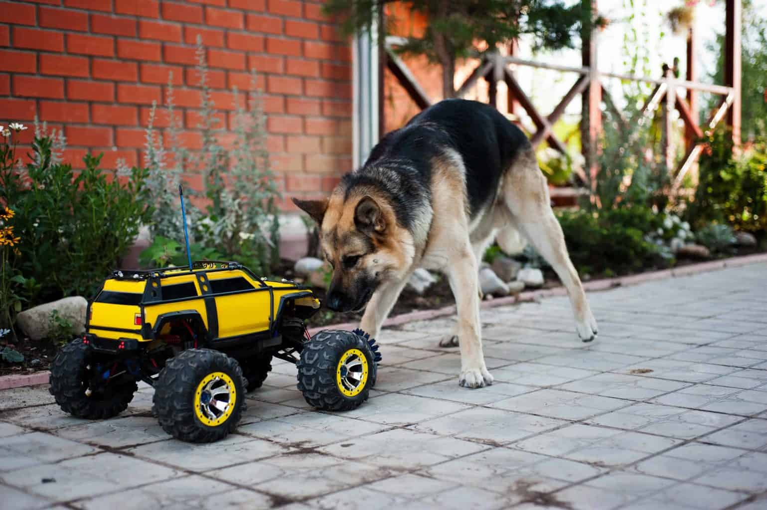 German Shepherd plays with RC car. A durable RC car can be a fun way to entertain both your dog and your child -- while keeping them out of trouble in the process.