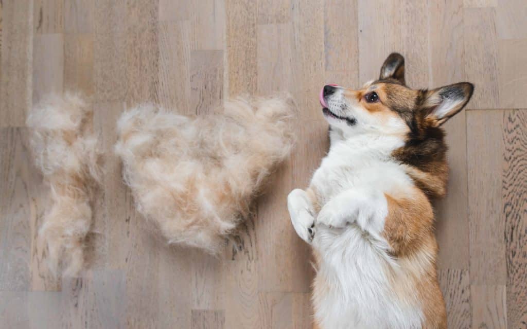 Owner brushes Pembroke Welsh Corgi to remove excessive seasonal shedding.