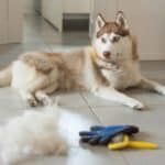 Oner uses tools to remove seasonal shedding from Siberian Husky.