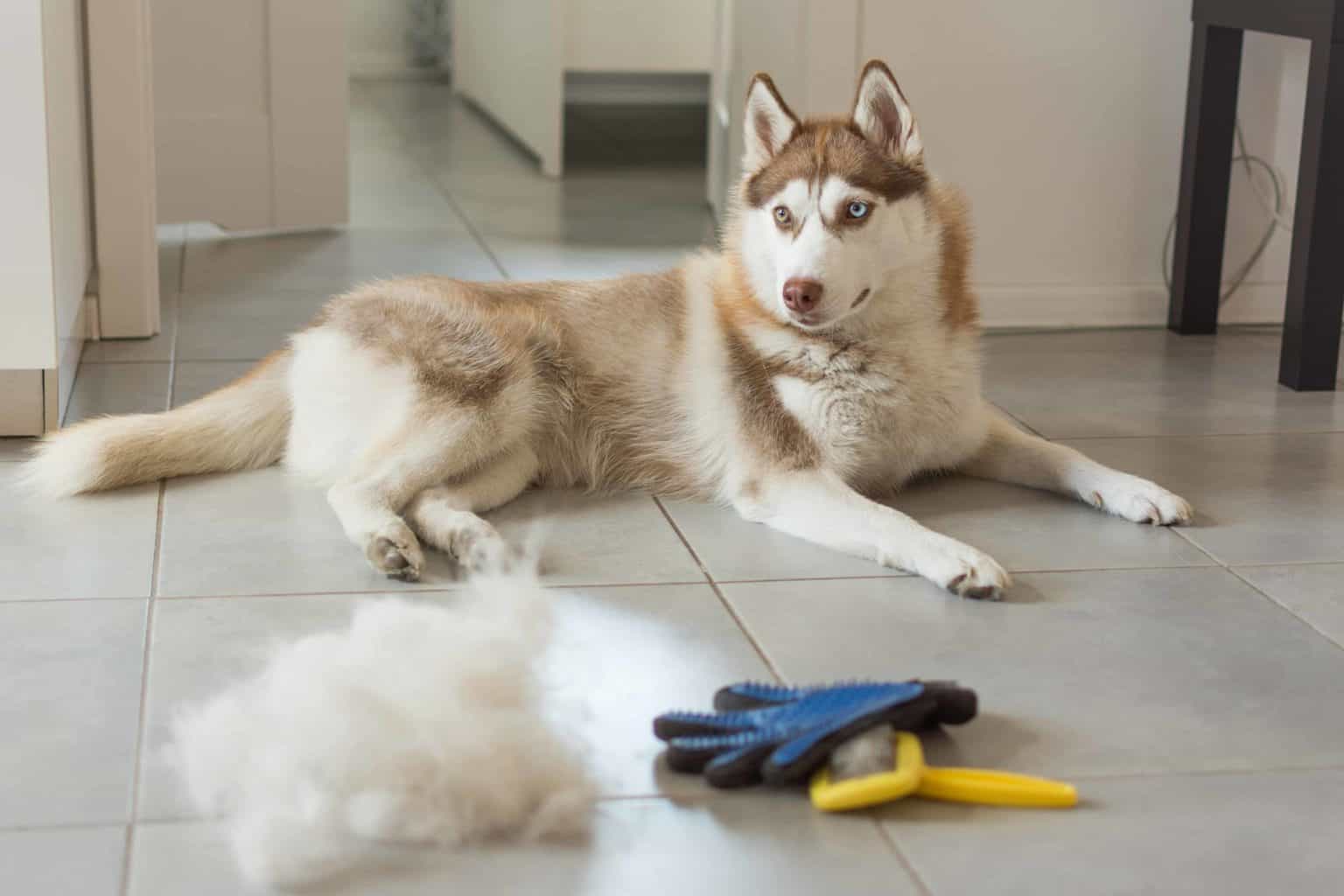 Oner uses tools to remove seasonal shedding from Siberian Husky.