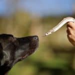 Owner introduces Labrador retriever to a small snake. Anyone considering introducing a snake into a house with dogs should think carefully about how their dog will react.