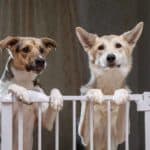 Two dogs stand behind gate inside home. As you train your dog to obey commands and stay calm, invest in a barrier or a gate. The barrier will help keep your dog from the front door.