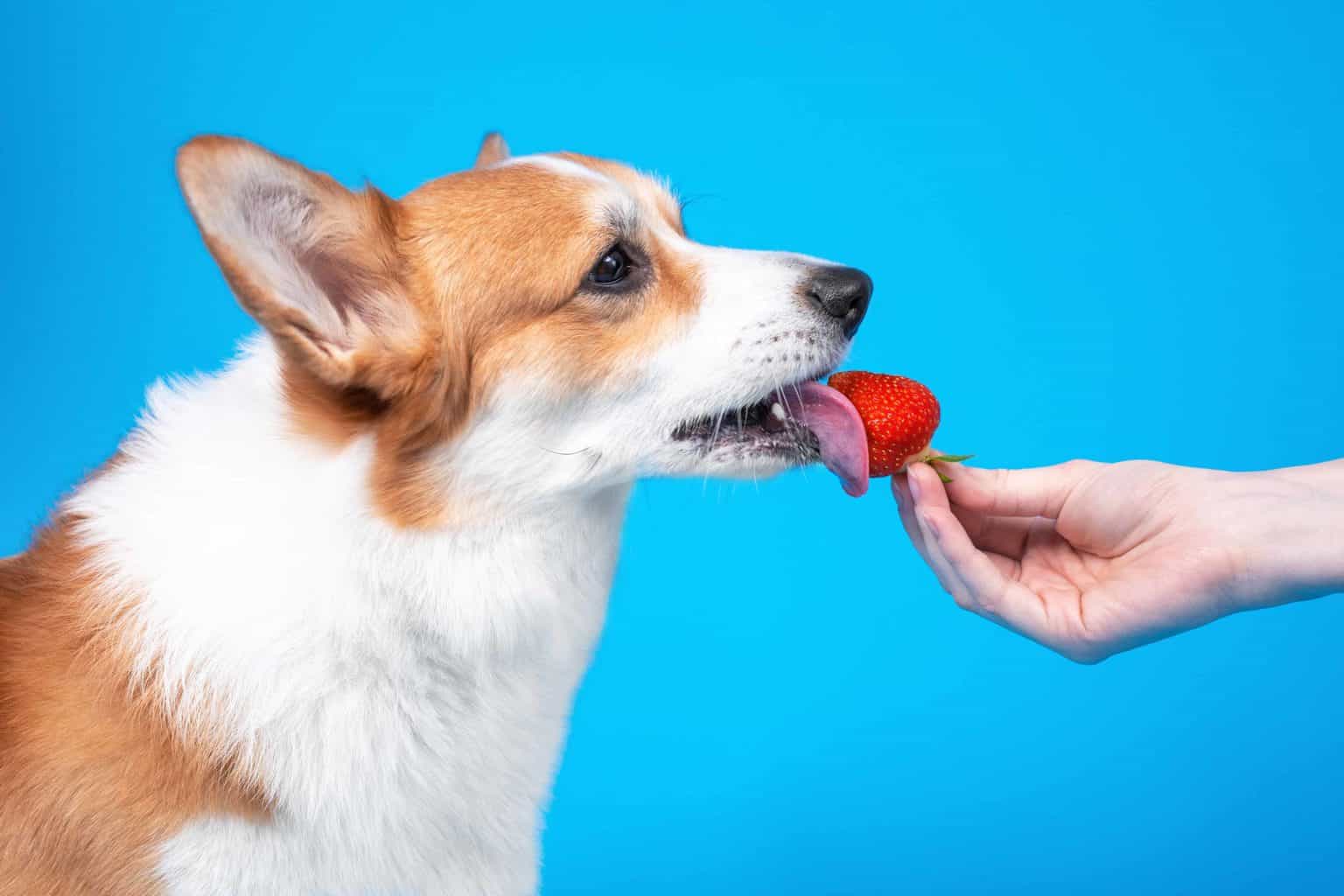 Curious corgi licks strawberry. Strawberries can be snacks or treats for dogs. Remove stems, leaves to eliminate choking hazard and avoid unripe berries that upset tummies.