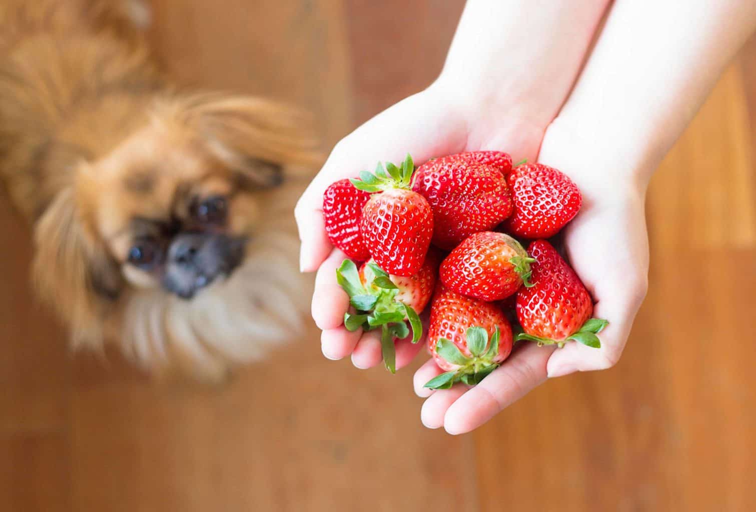 Woman holds handful of strawberries with curious Pekingese in background. The red ripe portion of the fruit is safe for dogs to eat. Remove the stem, leaves and the white section at the top of the berry before feeding to your dog.