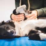 Border Collie gets a massage. Dogs can reap the benefits of CBD balms and muscle rubs. The topical products have healing properties that ease pain and fight infections.