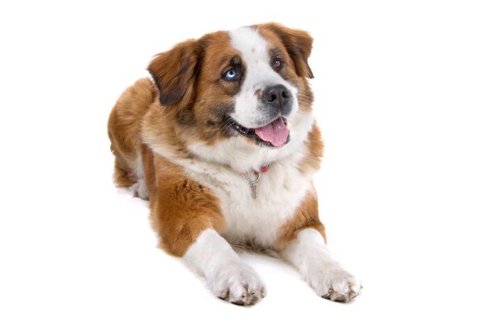 Saint Bernard mixes like the Saint Bernard-Siberian Husky mix carry the appealing attributes of Saint Bernards combined with the characteristics of another breed. Saint Bernard-Siberian Husky mix, an example of Saint Bernard mixes.
