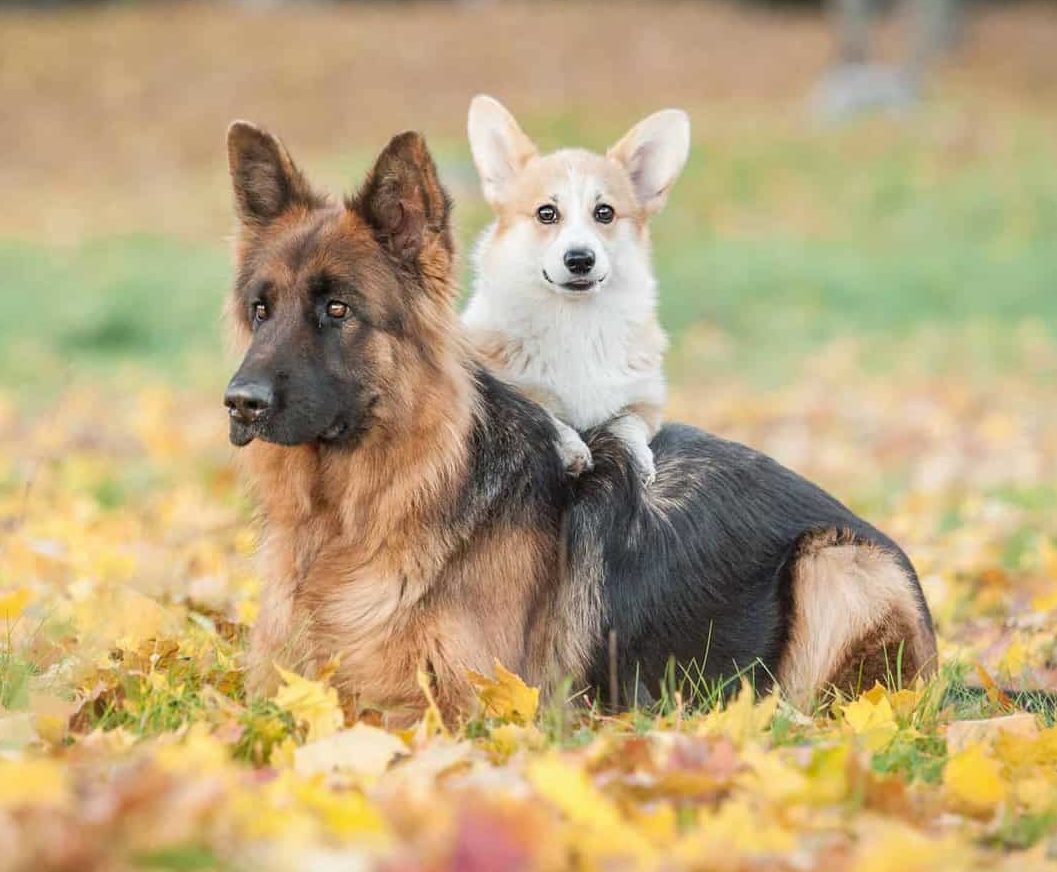 Corgi sits with German Shepherd. Consider your home, time, energy and finances when you decide whether to adopt a big or small dog.