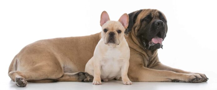 French bulldog sits with mastiff. Consider expenses when deciding whether to adopt a big or small dog.