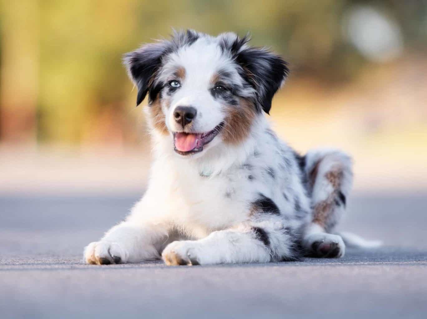 Australian shepherd puppy outside. The Aussie is one of the cutest dog breeds.
