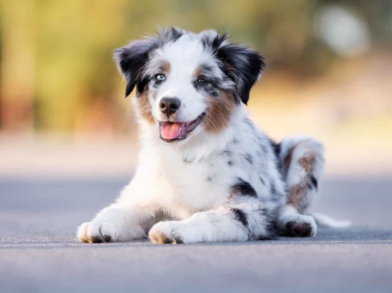 Tips for Puppy-Proofing Your Home and Yard for Your New Aussie