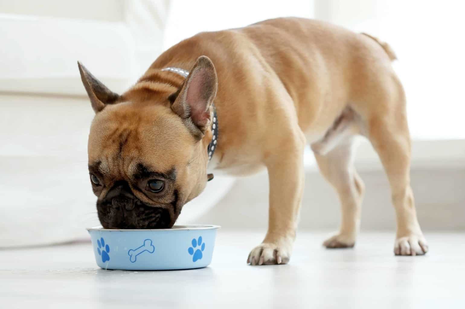 French Bulldog eats from dog food bowl. Understand dog nutrition. If you don't meet your dog's nutritional needs, you can cause a range of health problems and shorten its lifespan.