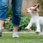 Owner walks with happy, bouncy springer spaniel puppy. Common dog owner mistakes include skipping exercise, training, and socialization, choosing the wrong toys, and choosing punishment over praise.