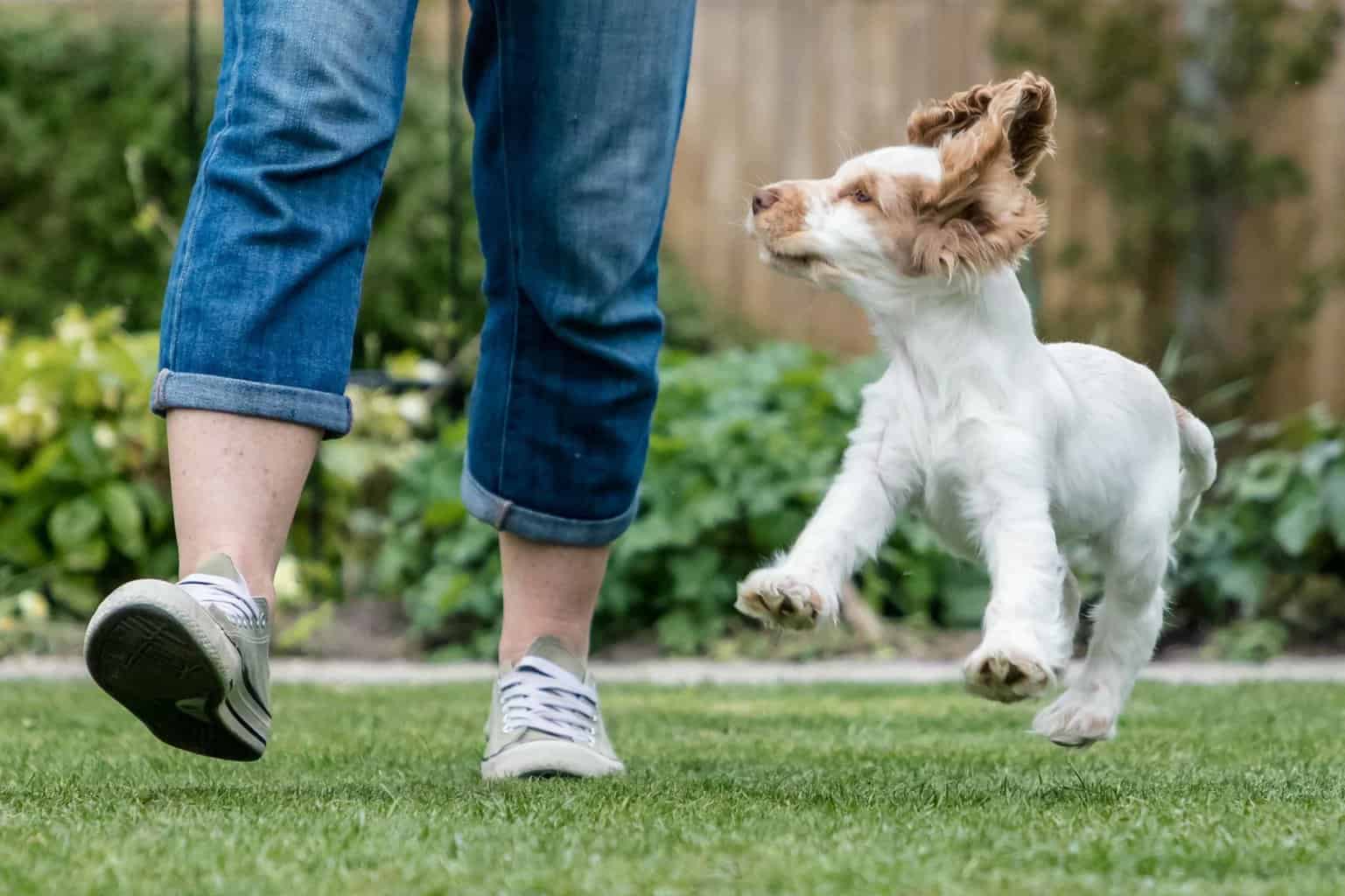 Owner walks with happy, bouncy springer spaniel puppy. Common dog owner mistakes include skipping exercise, training, and socialization, choosing the wrong toys, and choosing punishment over praise.