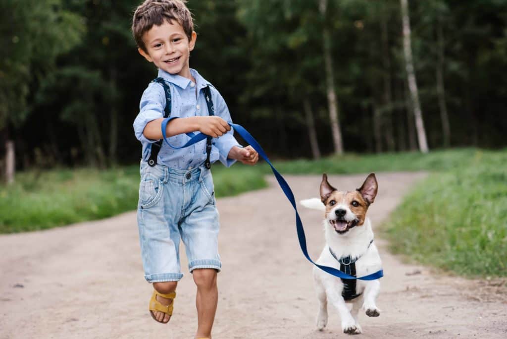 Little boy walks Jack Russell Terrier. Dog walking is a great way to keep your pet healthy. Use our list of 10 dog walking tips for beginners to avoid mistakes when starting out.