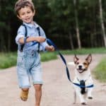 A boy walks a Jack Russell Terrier.  Walking dogs is a great way to keep his pet healthy.  Use our list of 10 dog walking tips for beginners to avoid mistakes when starting out.