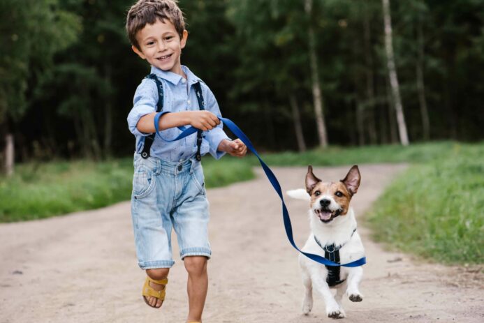 Little boy walks Jack Russell Terrier. 