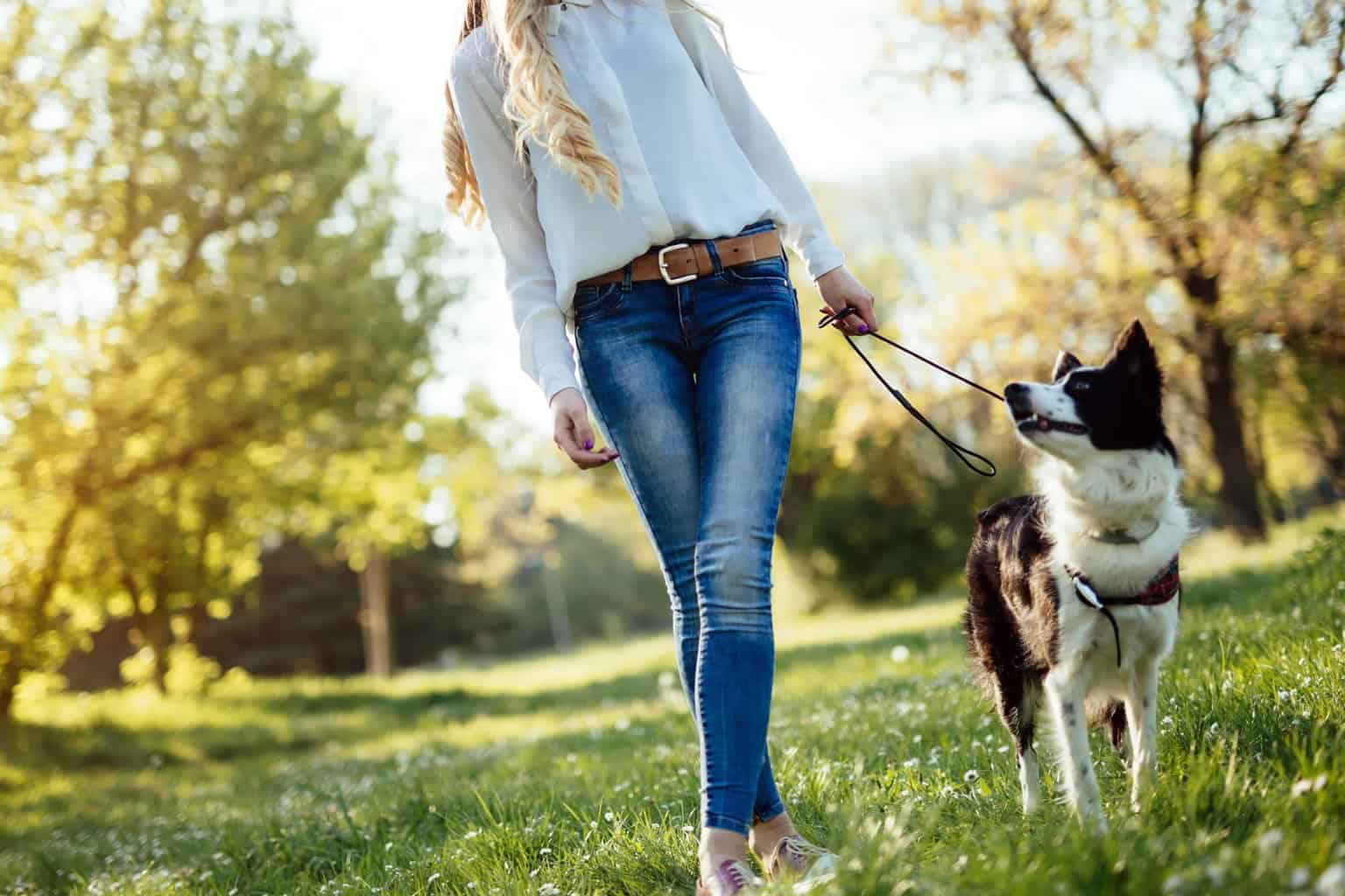 Woman walks dog. Choose a spot with few distractions for a successful dog walk.