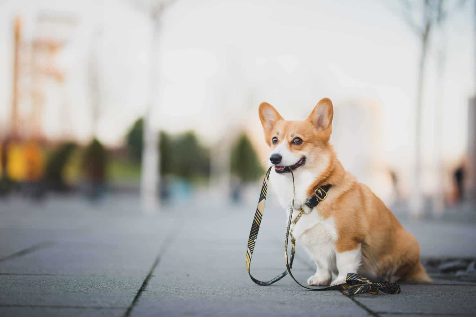Corgi holds leash. Use a GPS tracker to help keep track of your dog.