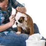Woman uses dog wipes to clean her bulldog puppy's ears. Dog wipes are designed for wiping paws, removing pollen accumulated on their fur, or cleaning the mouth of an excessively drooling dog.