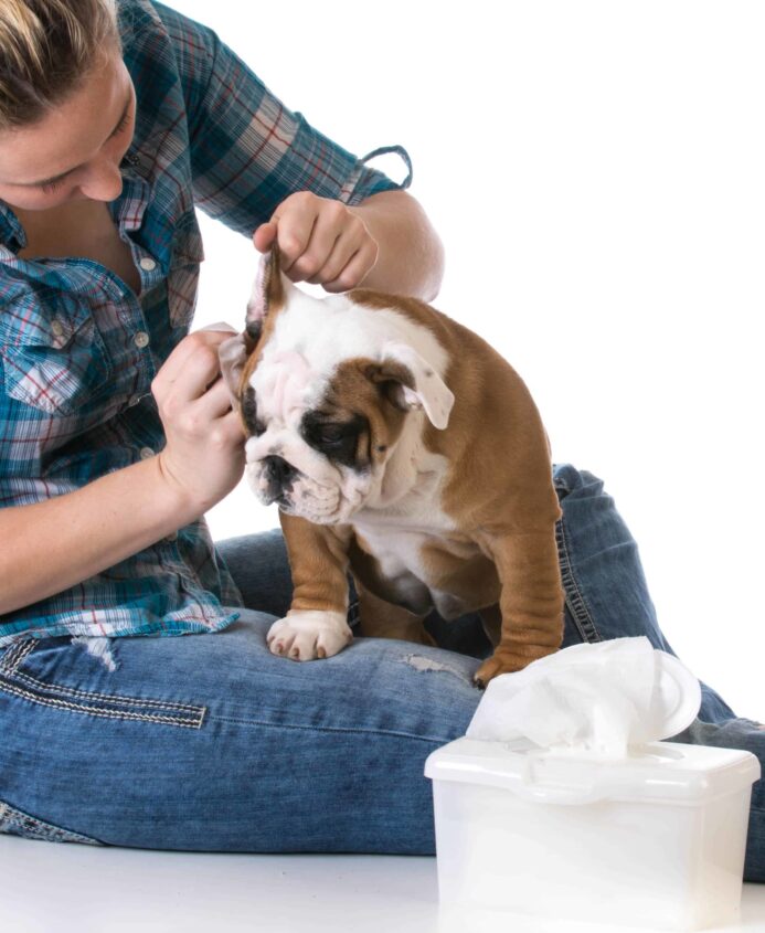 Woman uses dog wipes to clean her bulldog puppy's ears. Dog wipes are designed for wiping paws, removing pollen accumulated on their fur, or cleaning the mouth of an excessively drooling dog.