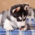 Siberian Husky puppy licks its paws. Dogs lick their paws when they're bored. They also lick paws due to injuries or reactions to allergens, injuries, or insect bites or stings. 