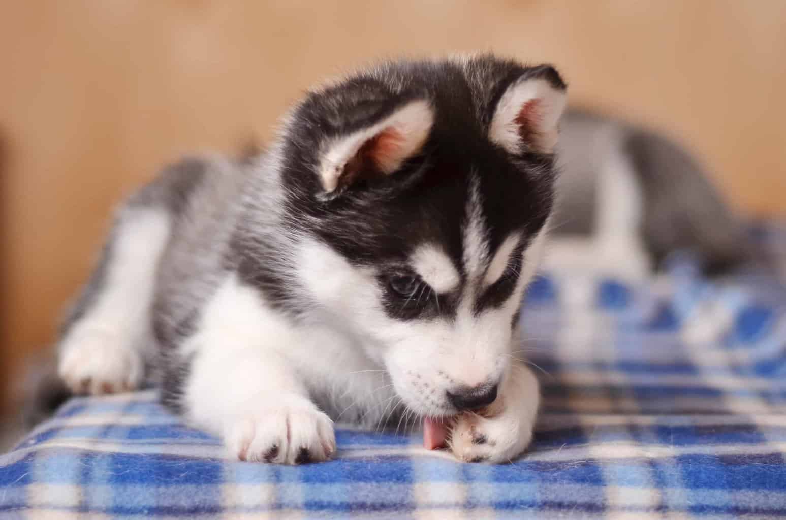 Siberian Husky puppy licks its paws. Dogs lick their paws when they're bored. They also lick paws due to injuries or reactions to allergens, injuries, or insect bites or stings. 